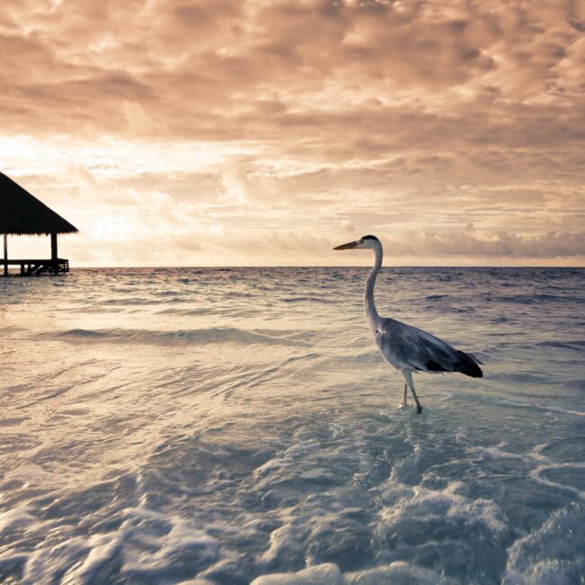 Tropical Beach In The Maldives